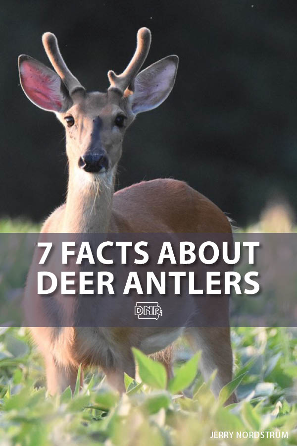 7-things-you-may-not-know-about-deer-antlers-dnr-news-releases